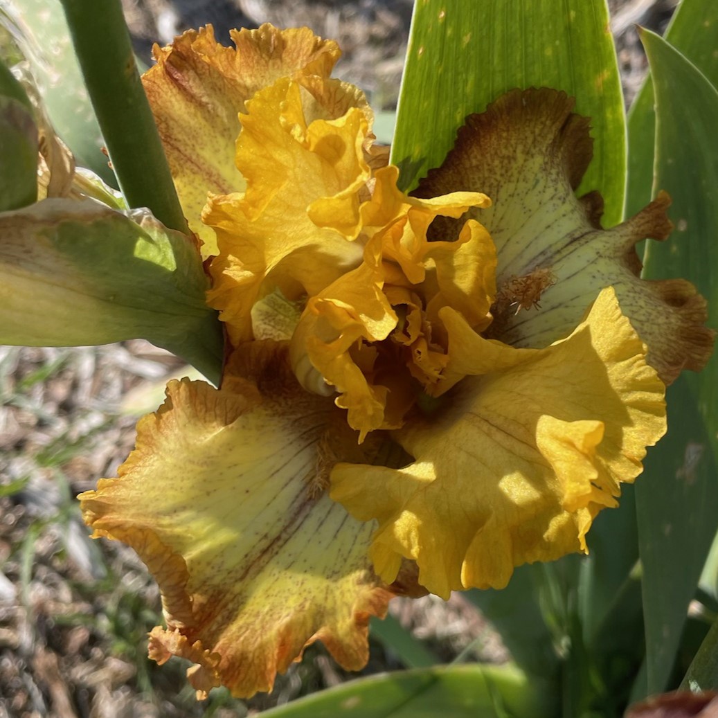 RODEO ARENA IRIS FOR SALE ONLINE