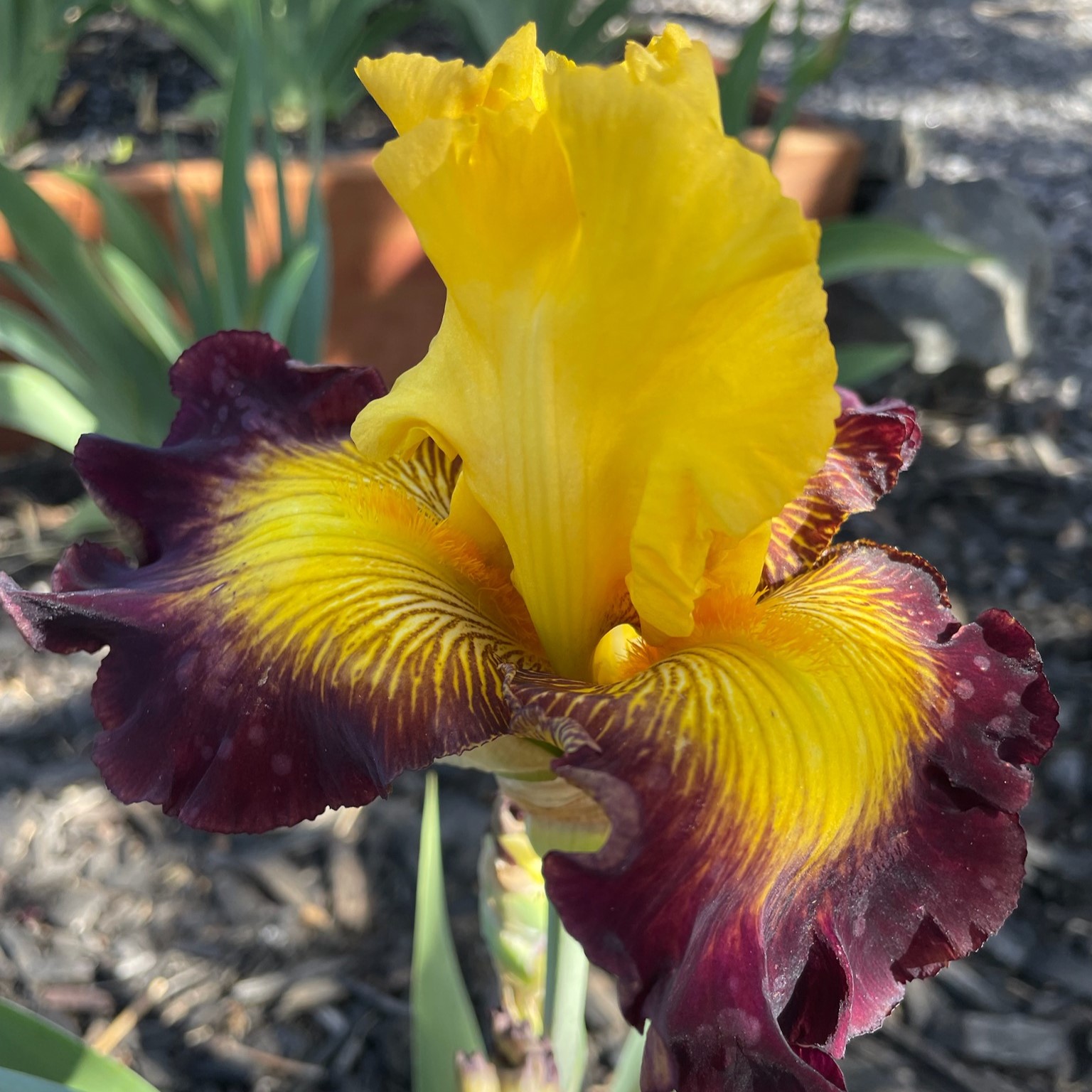 SNAPSHOT IRIS FOR SALE ONLINE