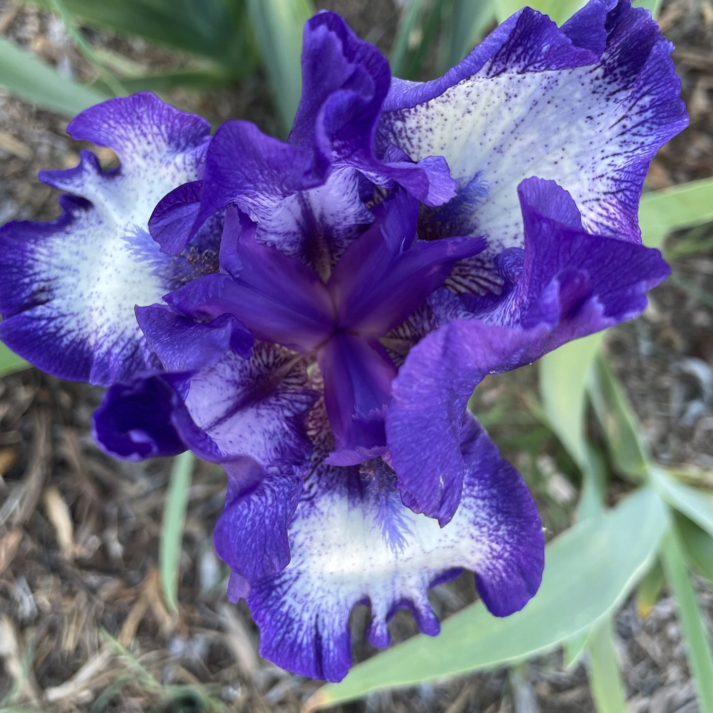 STARWOMAN IRIS FOR SALE ONLINE