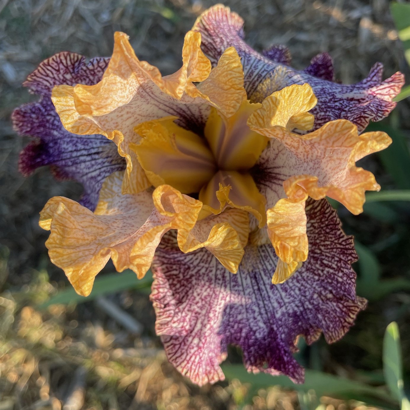 TEMORAL ANOMALY IRIS FOR SALE ONLINE