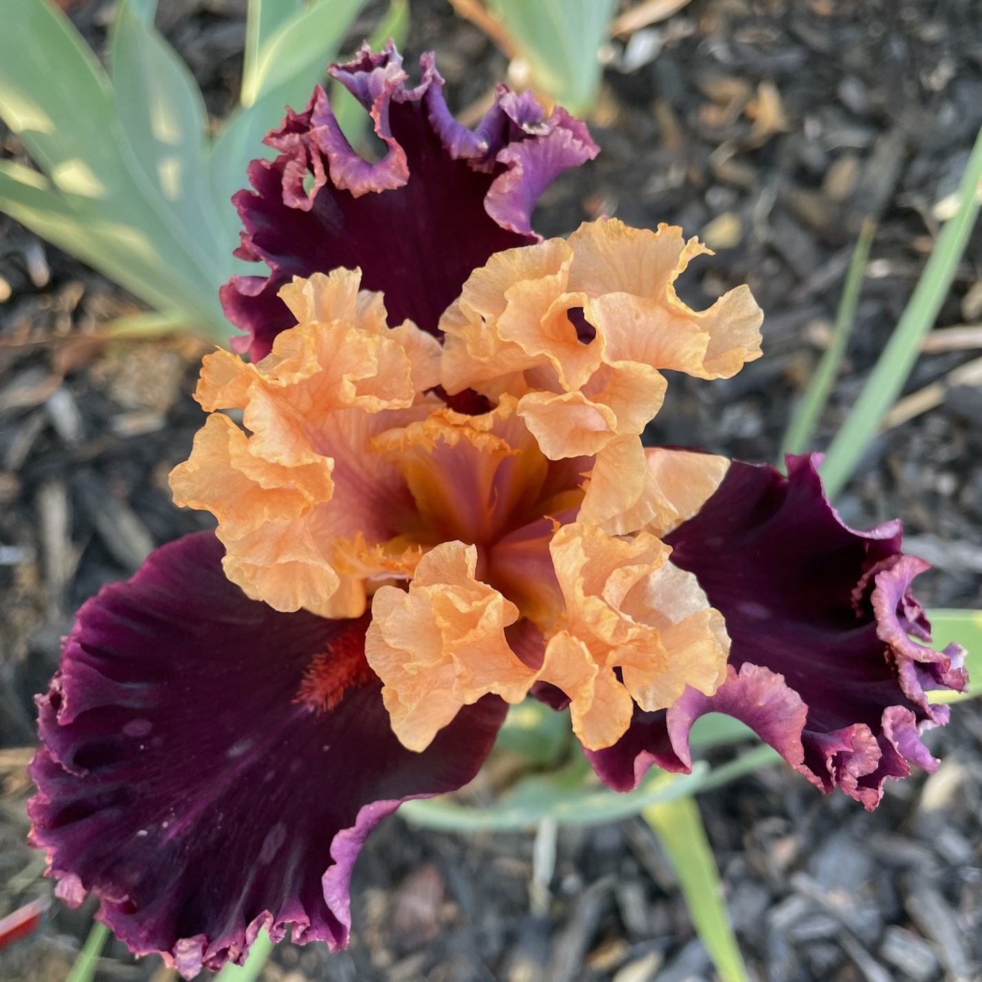 TORONTO IRIS FOR SALE ONLINE