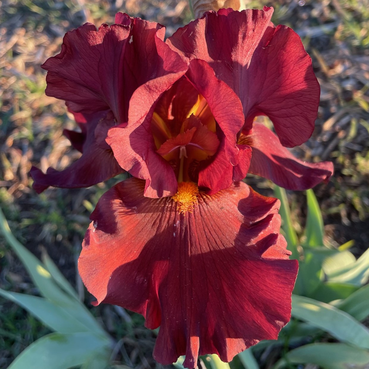 WAR CHIEF IRIS FOR SALE ONLINE