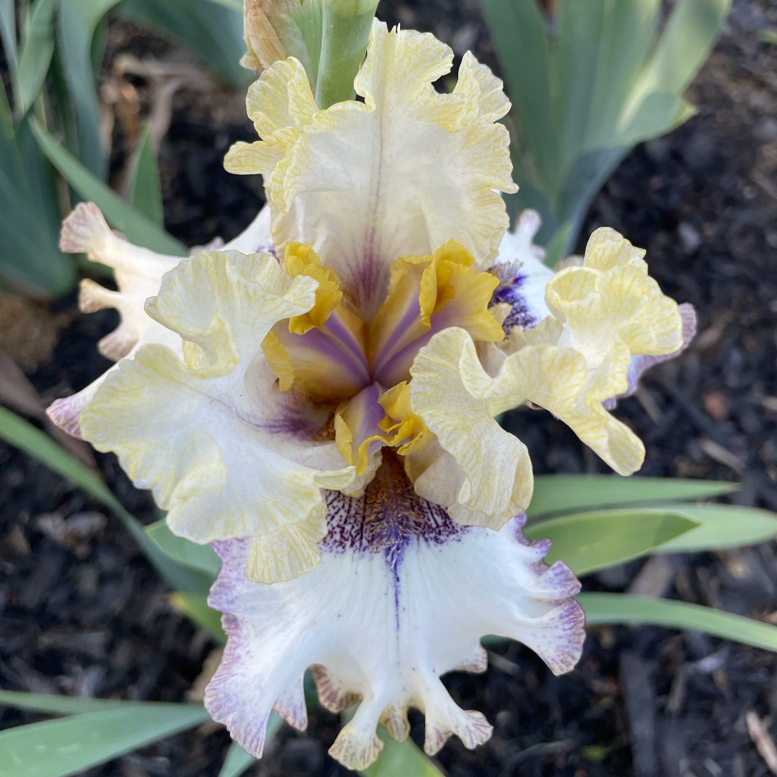 WEB OF LIES IRIS FOR SALE ONLINE