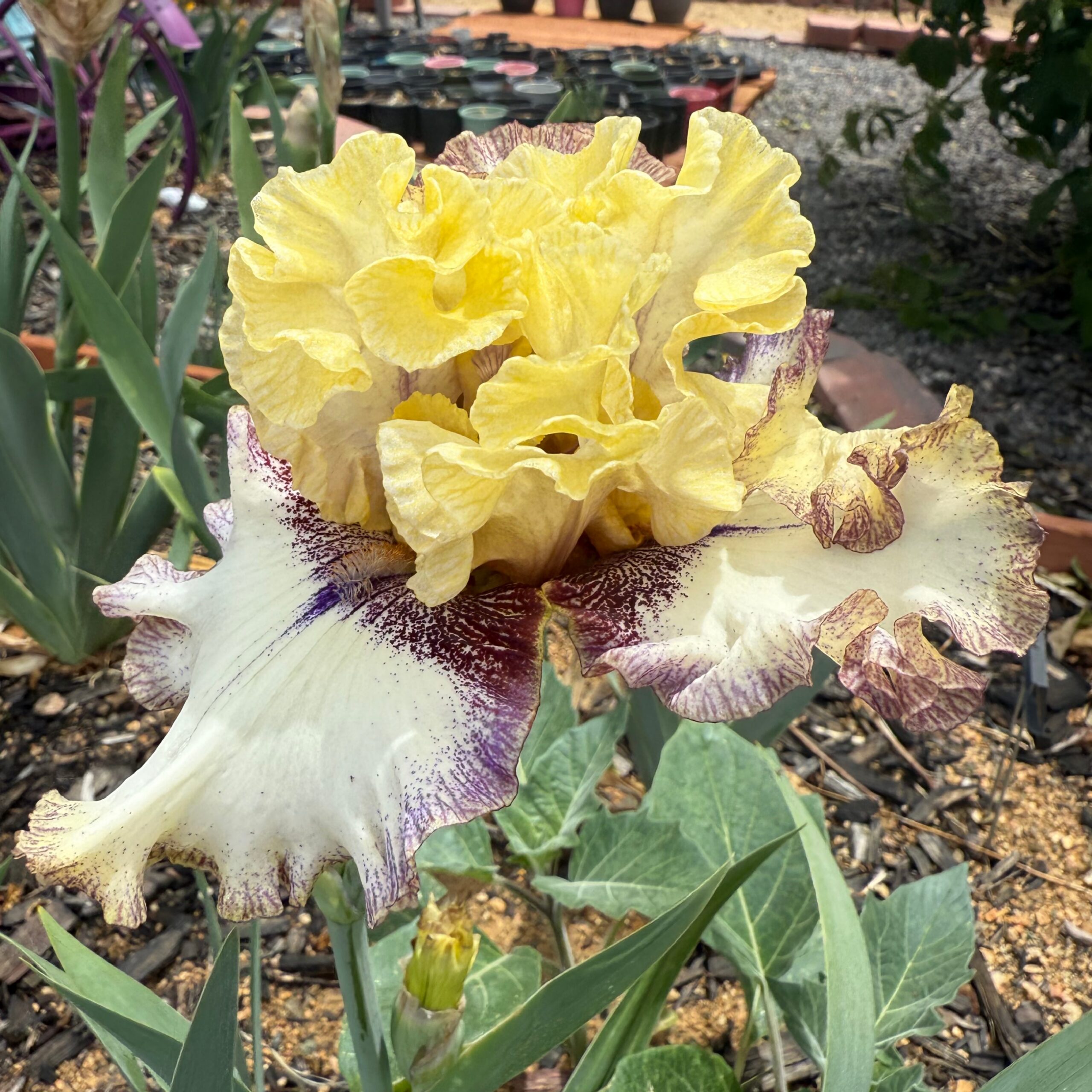 1 WEB OF LIES 3 WEB OF LIES IRIS FOR SALE ONLINE