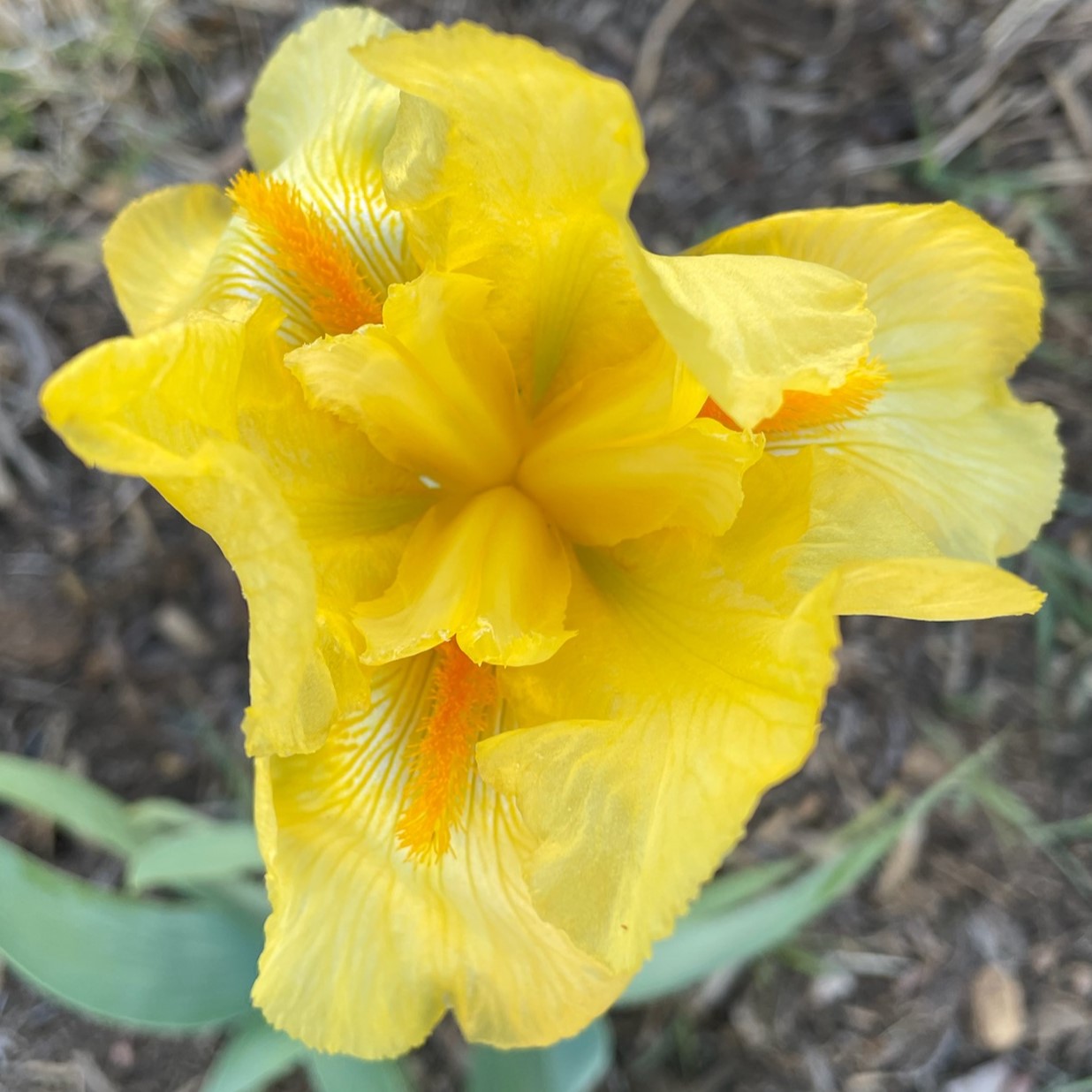 YELLOW DESIGN IRIS FOR SALE ONLINE