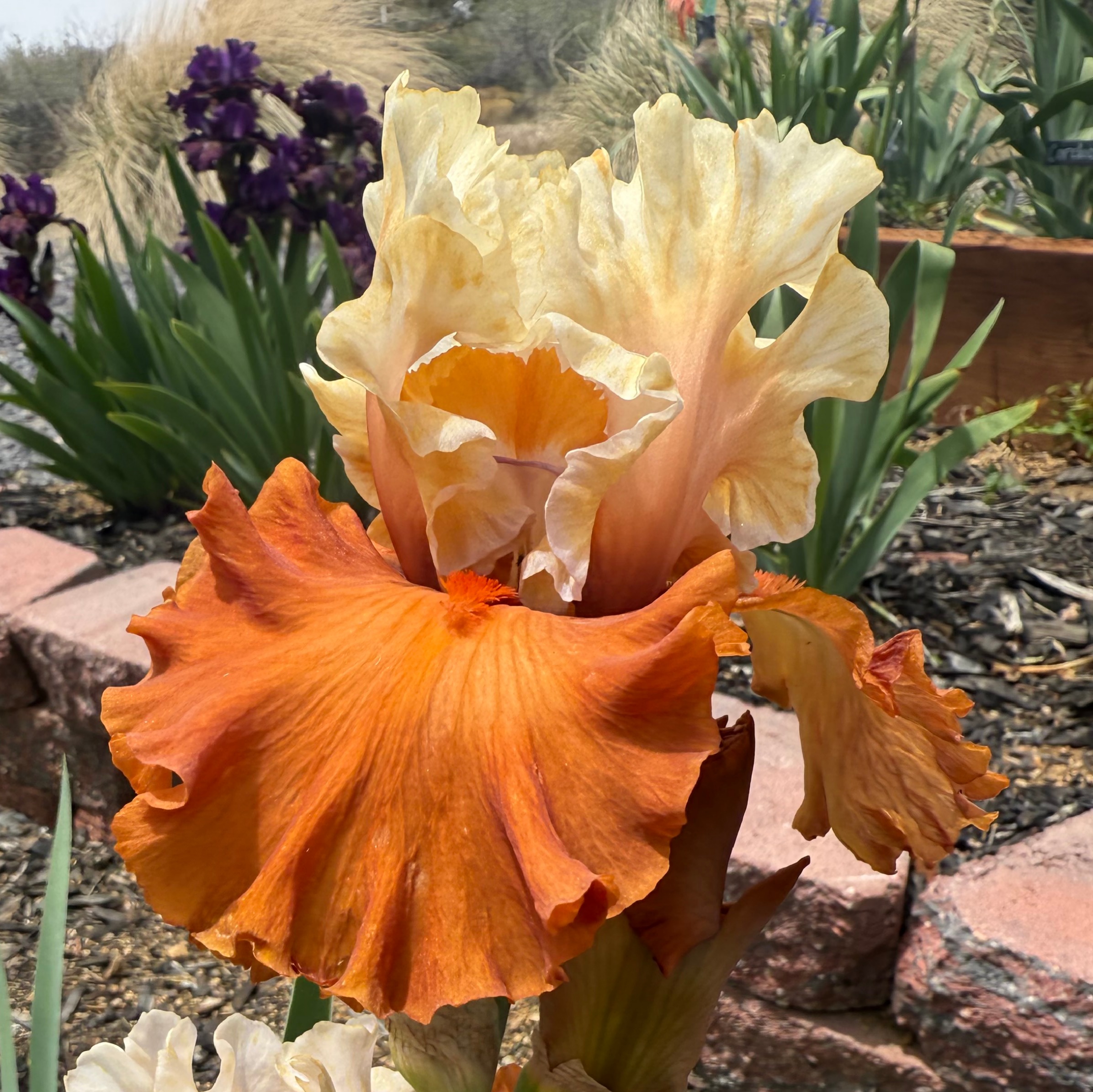 SHOCKAHOLIC IRIS FOR SALE ONLINE
