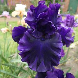 ADRIATIC NOBLE IRIS FOR SALE ONLINE