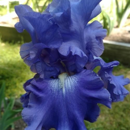 ELEGANCE IN BLUE IRIS FOR SALE ONLINE