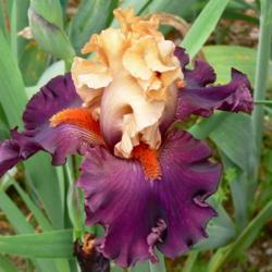 GAME CHANGER IRIS FOR SALE ONLINE