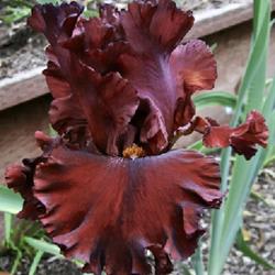 HOTTIE IRIS FOR SALE ONLINE