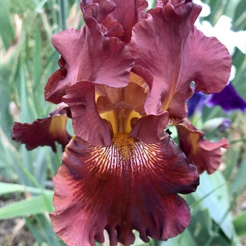PLAY WITH FIRE IRIS FOR SALE ONLINE