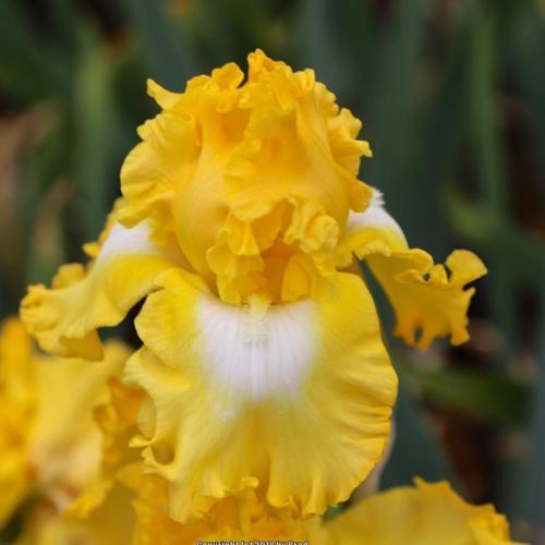 THROUGH THE LOOKING GLASS IRIS FOR SALE ONLINE