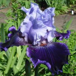 WICKED GOOD IRIS FOR SALE ONLINE
