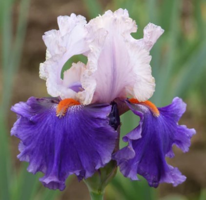 YOU GROW GIRL IRIS FOR SALE ONLINE