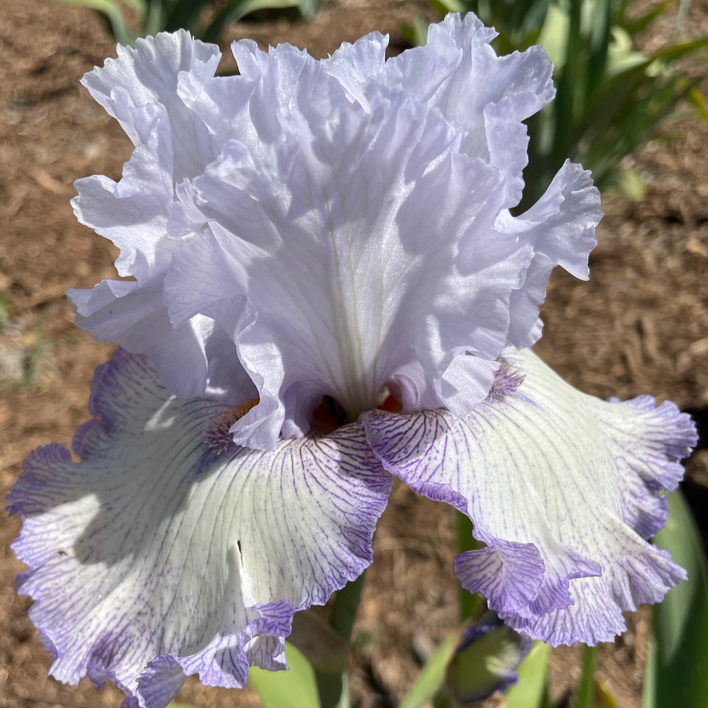 ACOMA IRIS FOR SALE ONLINE