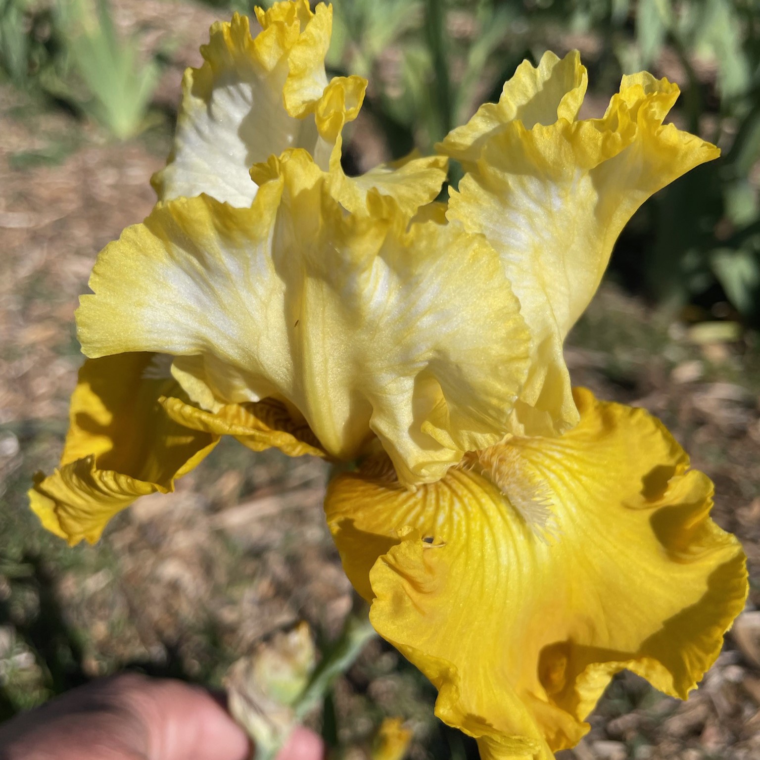 ALPINE HARMONY IRIS FOR SALE ONLINE