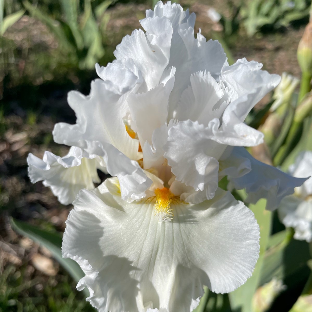 BONUS LITE IRIS FOR SALE ONLINE