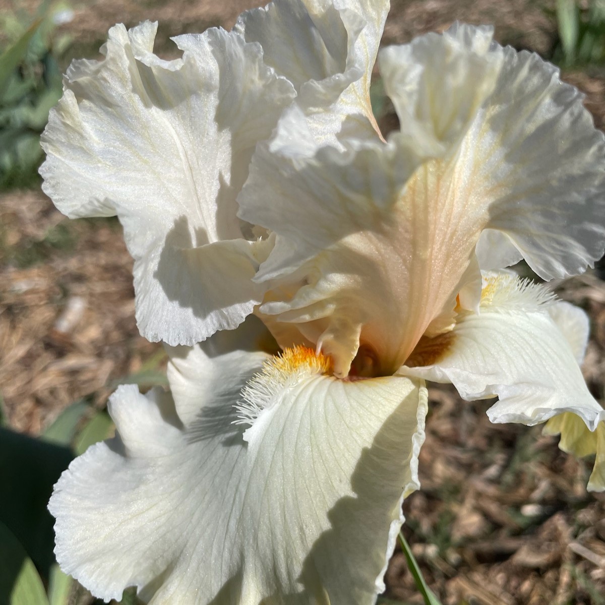 BRIDE'S BLUSH IRIS FOR SALE ONLINE