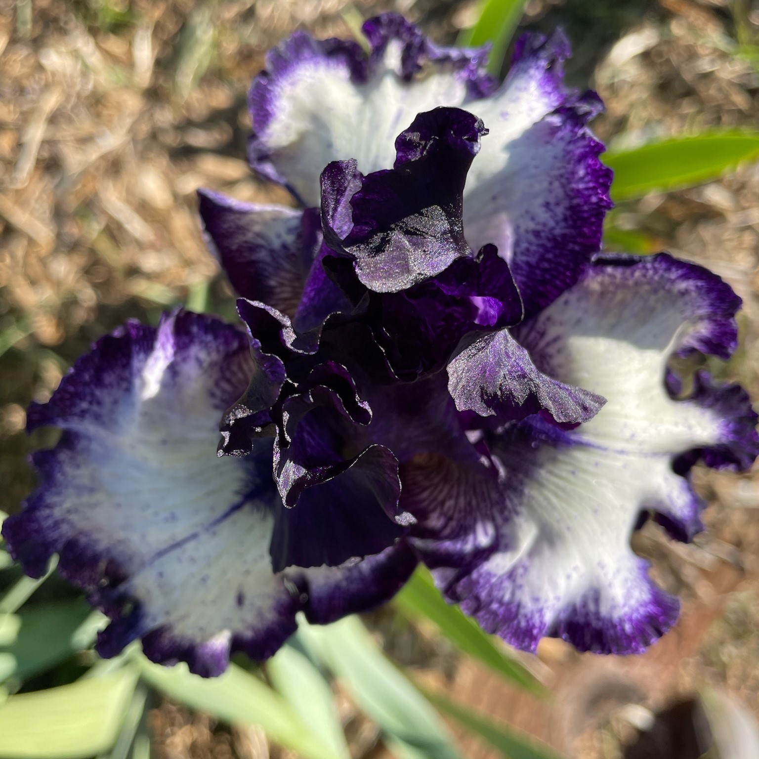 BRILLIANT EXCUSE IRIS FOR SALE ONLINE