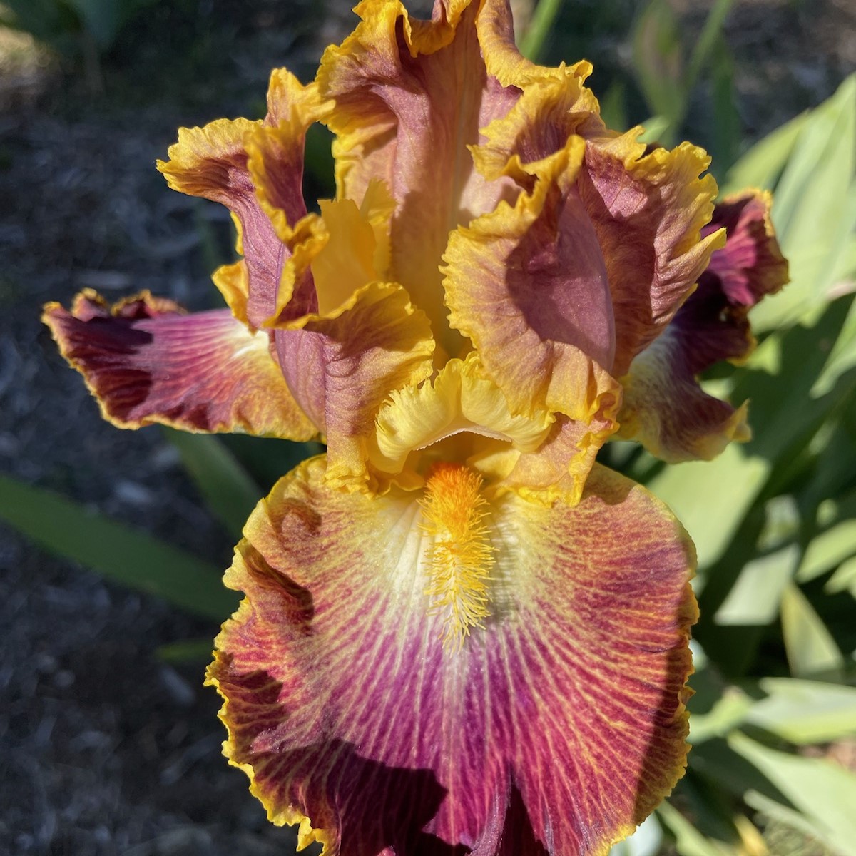 BUCKSKIN COWGIRL IRIS FOR SALE ONLINE