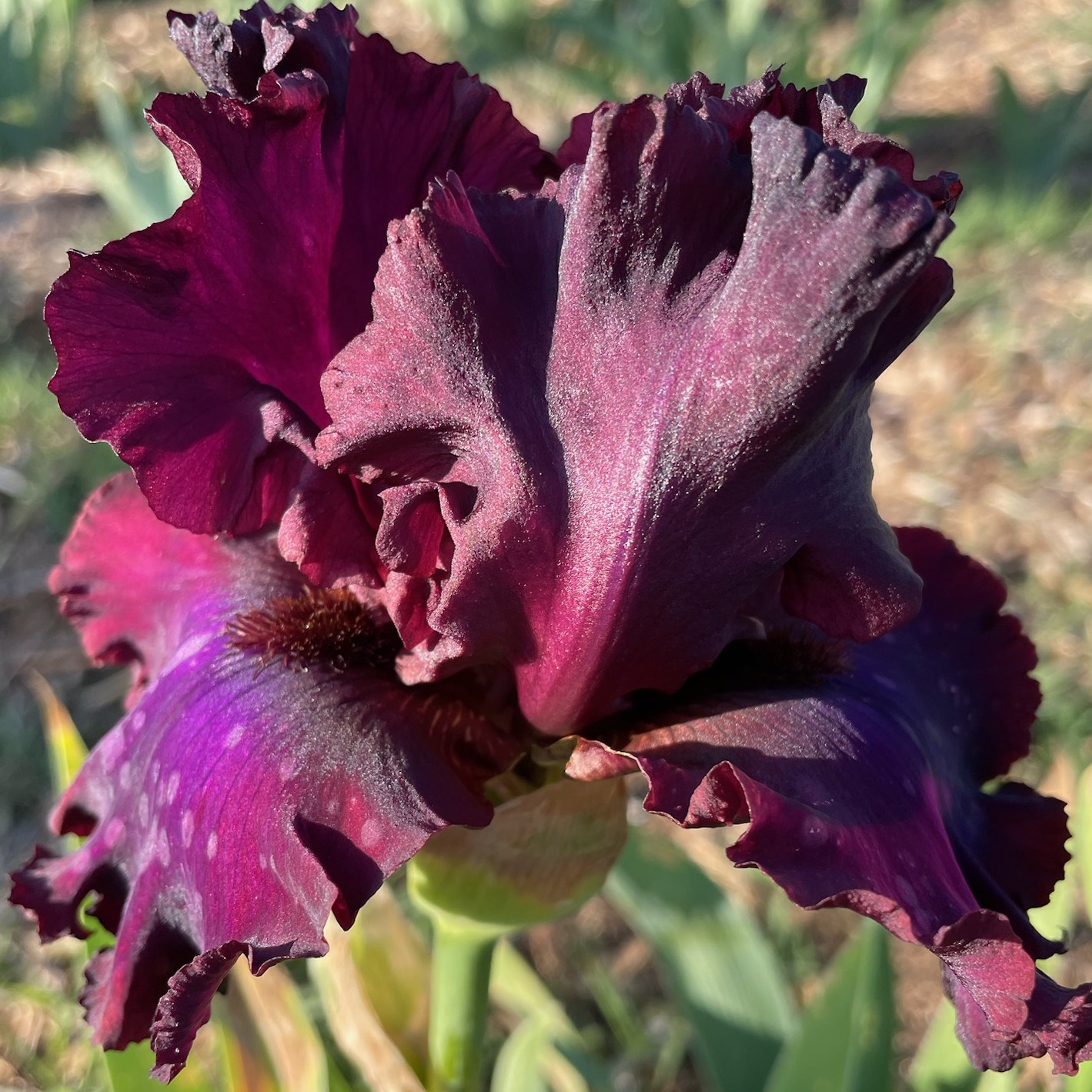 CANDY APPLE CLASSIC IRIS FOR SALE ONLINE
