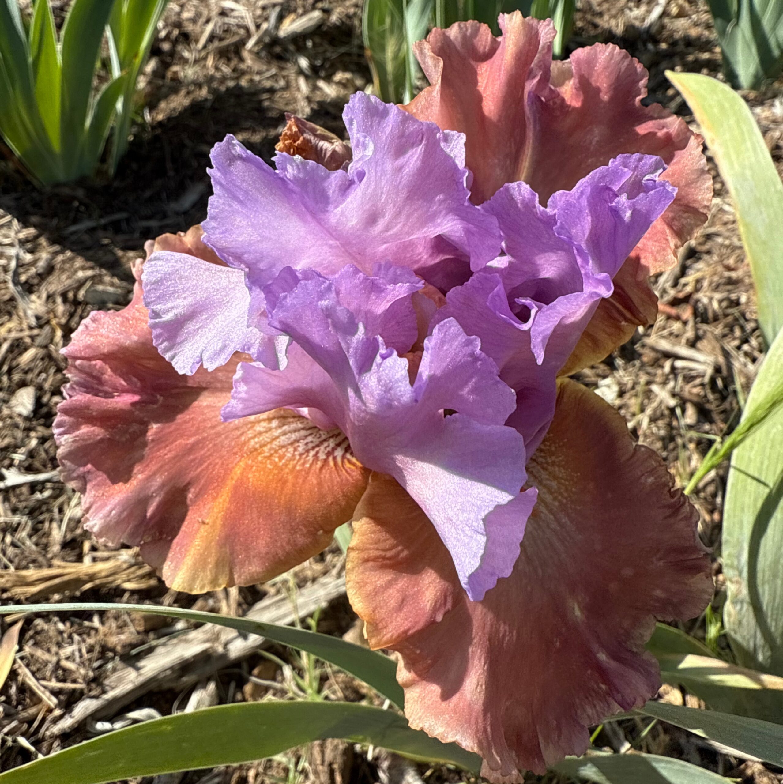 1 COPPER BUBBLE BATH 2 COPPER BUBBLE BATH IRIS FOR SALE ONLINE