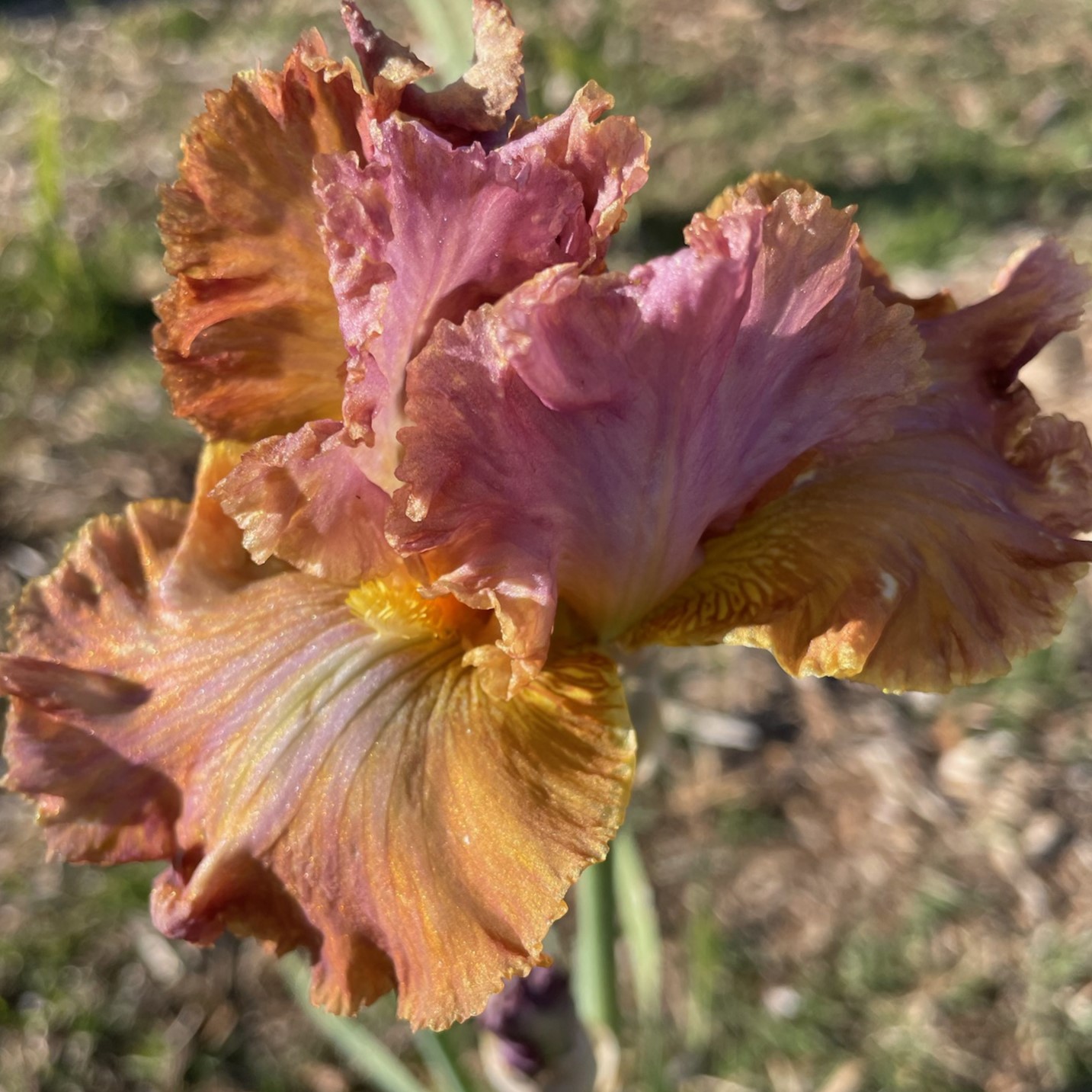 COPPER BUBBLE BATH IRIS FOR SALE ONLINE