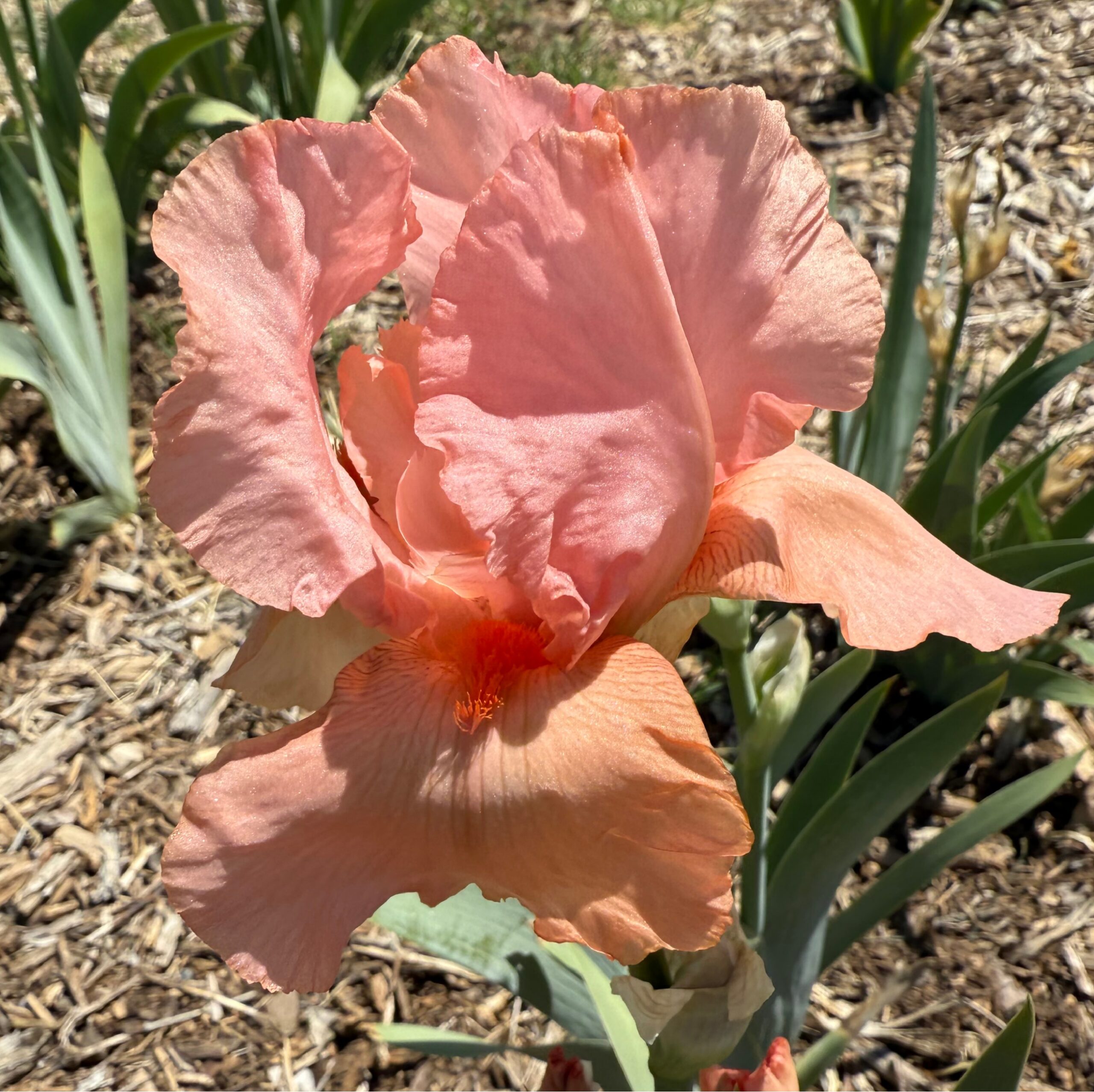 COURTESAN IRIS FOR SALE ONLINE