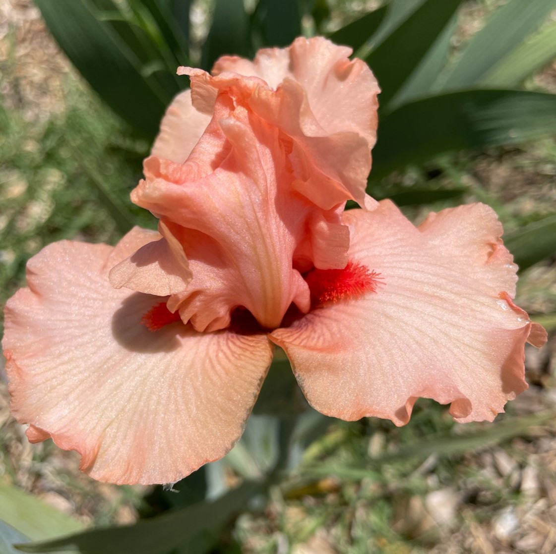 COURTESAN IRIS FOR SALE ONLINE