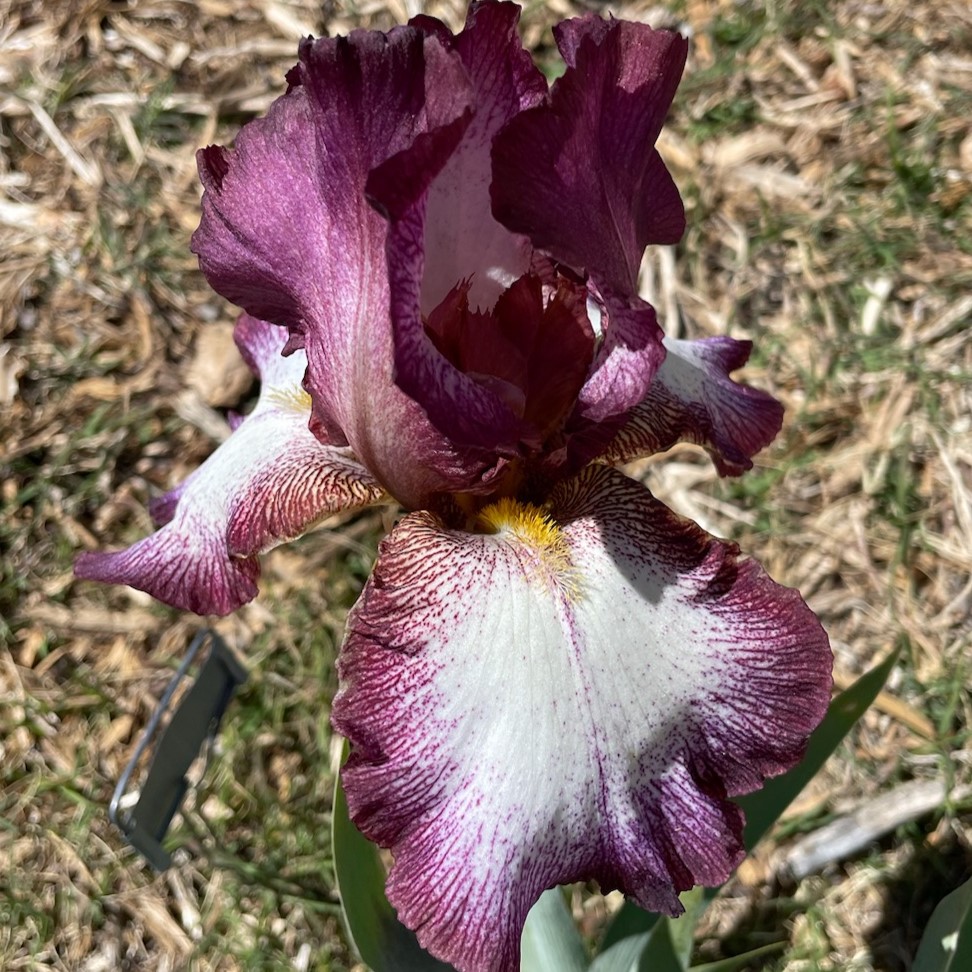 CRINOLINE IRIS FOR SALE ONLINE