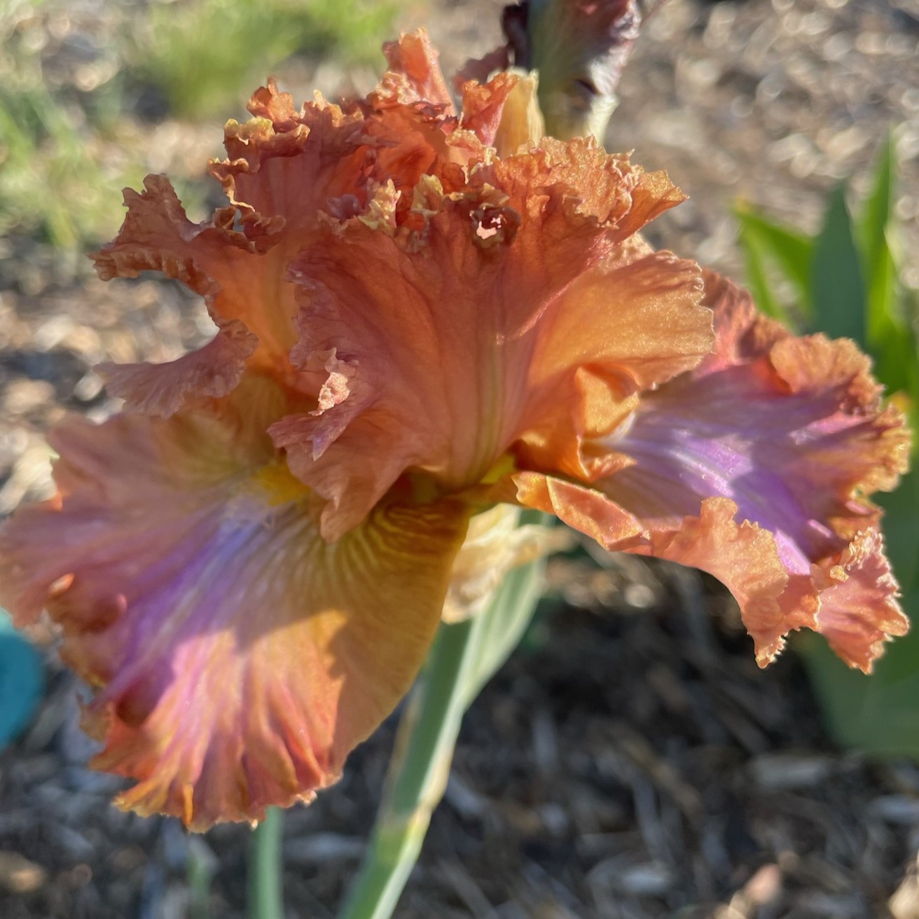 CURVY COURSE IRIS FOR SALE ONLINE