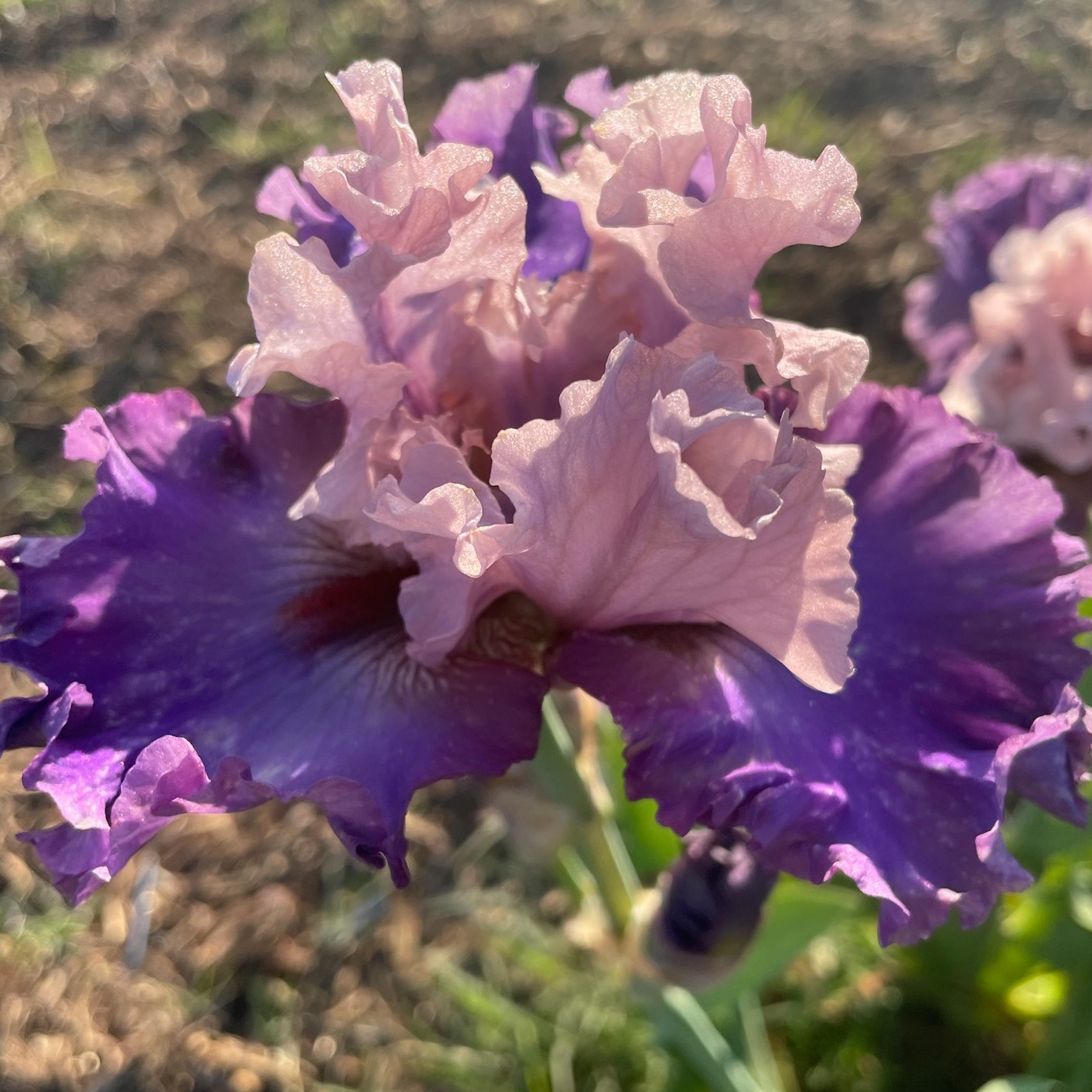 DANCE A DANCE IRIS FOR SALE ONLINE