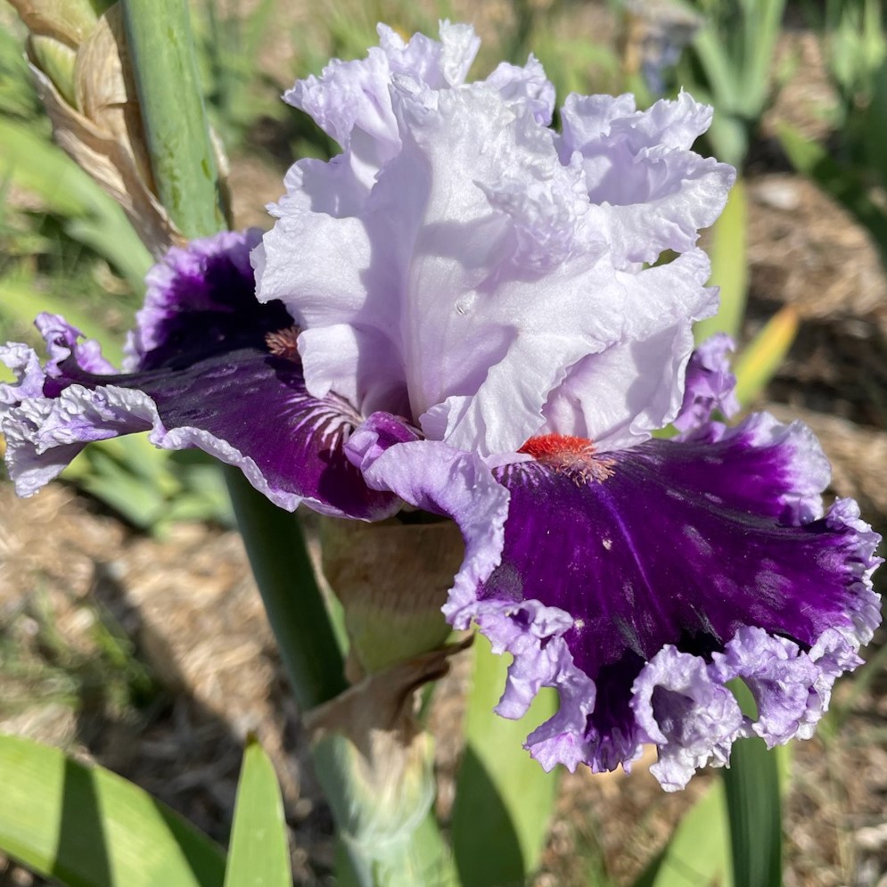 DARING DECEPTION IRIS FOR SALE ONLINE