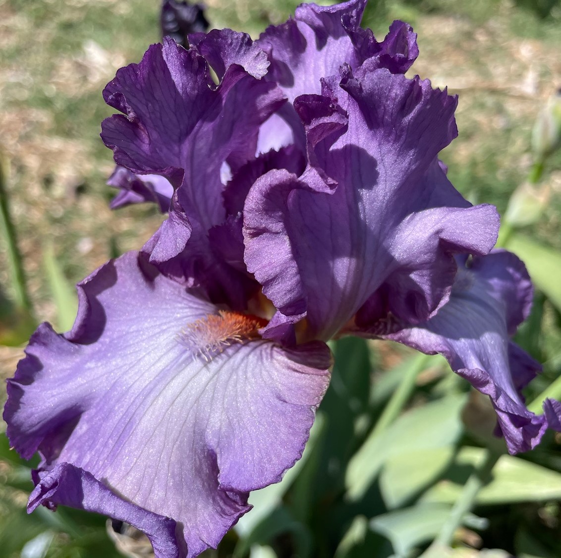 DIVERSION IRIS FOR SALE ONLINE