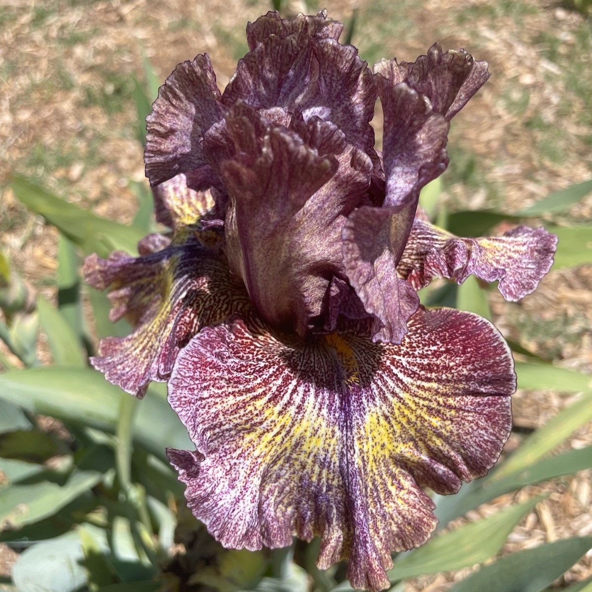 DREAMING CLOWN IRIS FOR SALE ONLINE