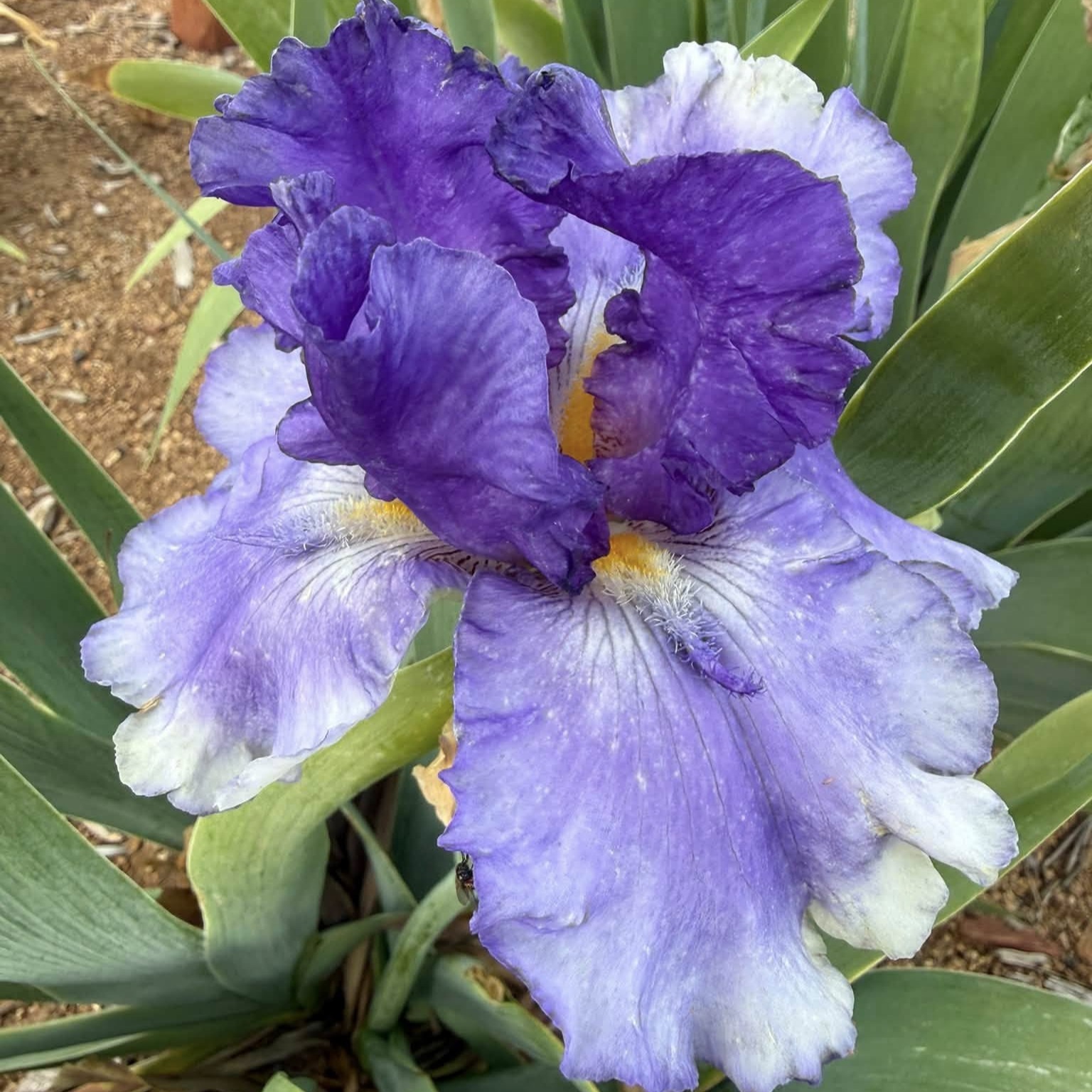 EAGLE'S SPIRIT IRIS FOR SALE ONLINE