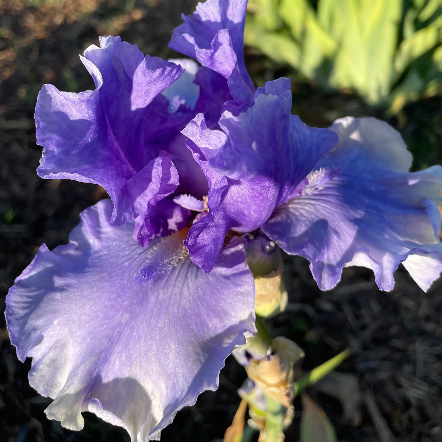 EAGLE'S SPIRIT IRIS FOR SALE ONLINE