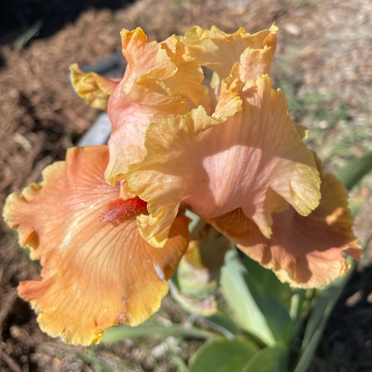 ENGLISH CHARM IRIS FOR SALE ONLINE