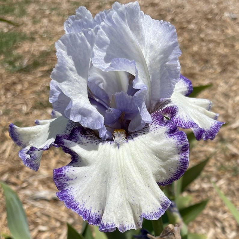 EVERYTHING PLUS IRIS FOR SALE ONLINE