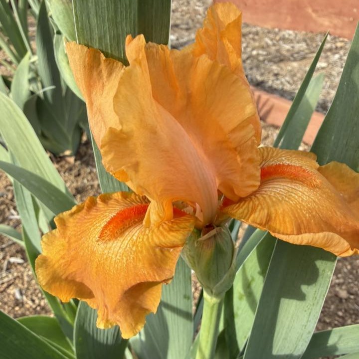 FIREBREATHER IRIS FOR SALE ONLINE