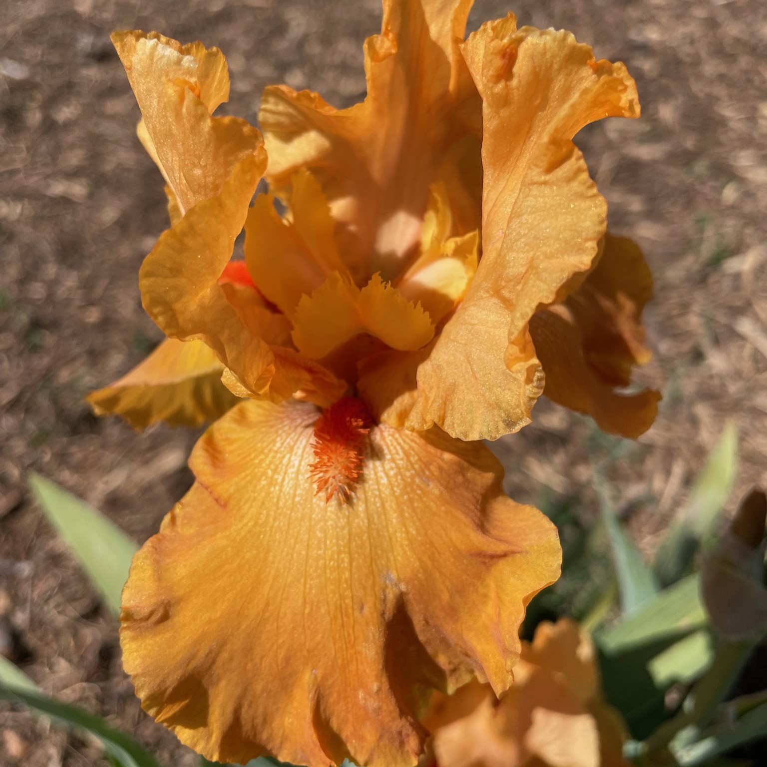 FIREBREATHER IRIS FOR SALE ONLINE