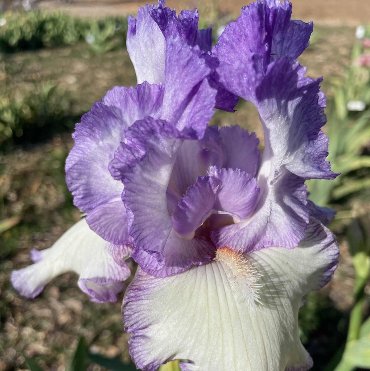 GIRLY GIRL IRIS FOR SALE ONLINE