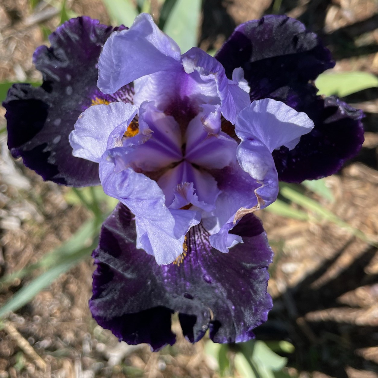 HABIT IRIS FOR SALE ONLINE