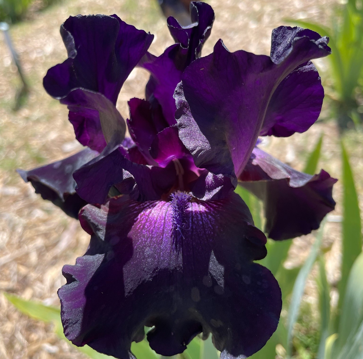 HOLLYWOOD NIGHTS IRIS FOR SALE ONLINE