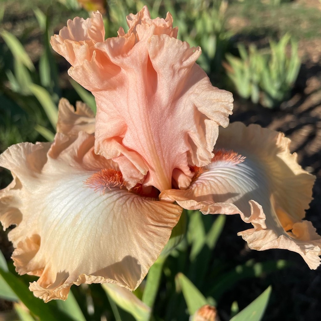 HOSTESS ROYALE IRIS FOR SALE ONLINE