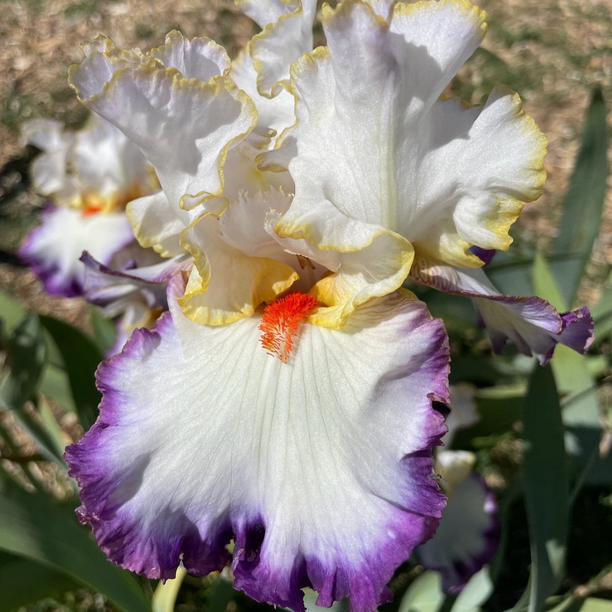 IN THE LOOP IRIS FOR SALE ONLINE