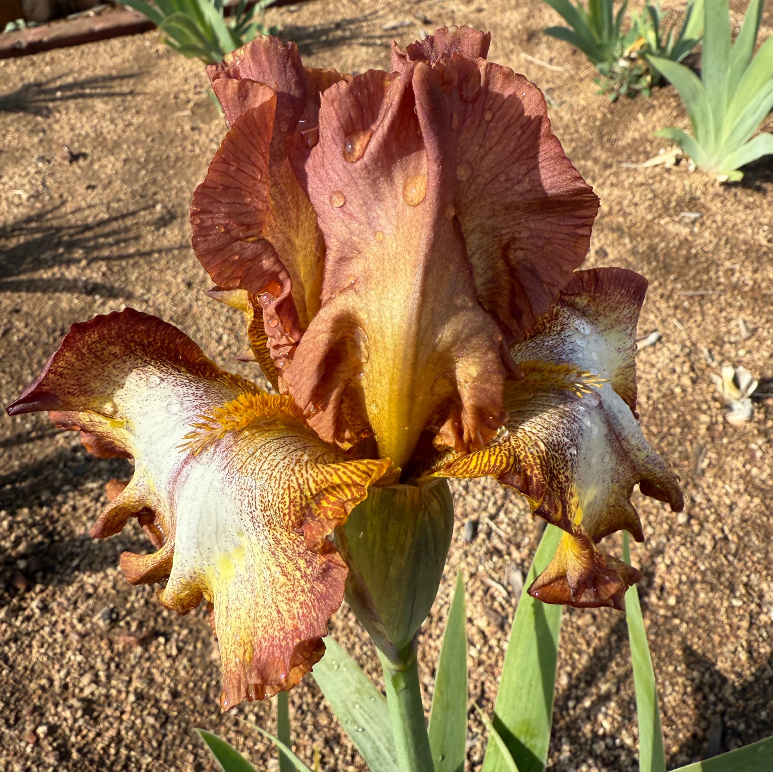 INDIAN SANDSTONE IRIS FOR SALE ONLINE