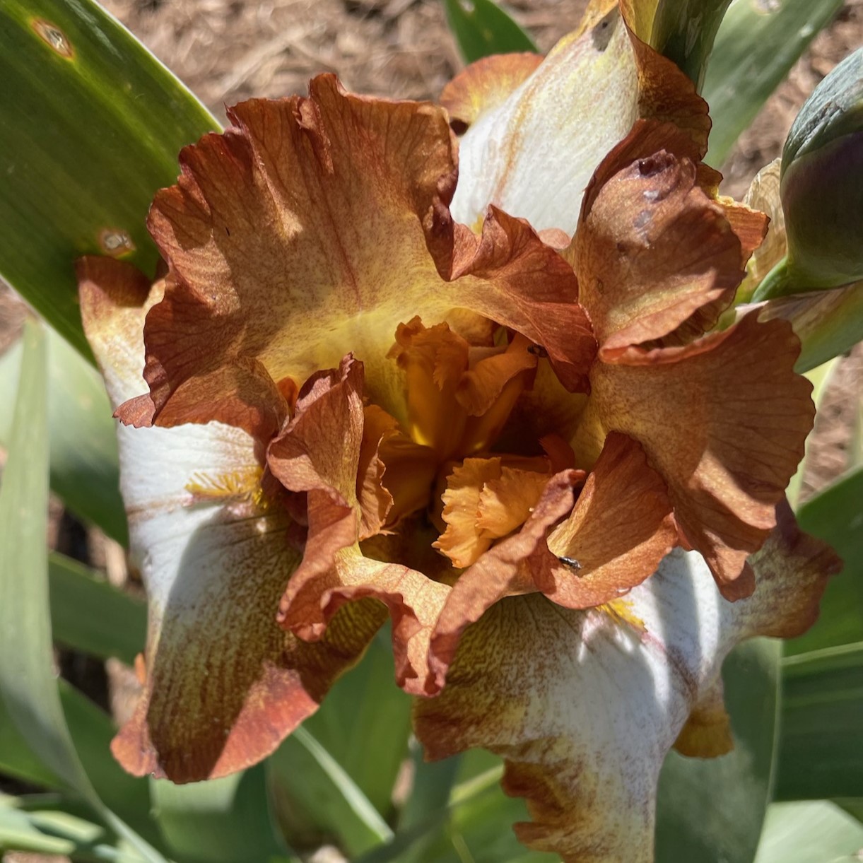 INDIAN SANDSTONE IRIS FOR SALE ONLINE