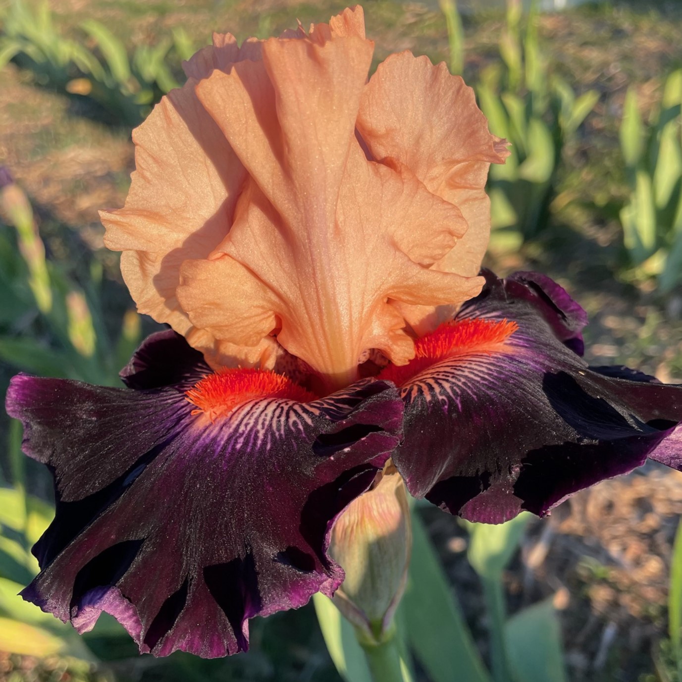 IRRESISTIBLE CHARM IRIS FOR SALE ONLINE