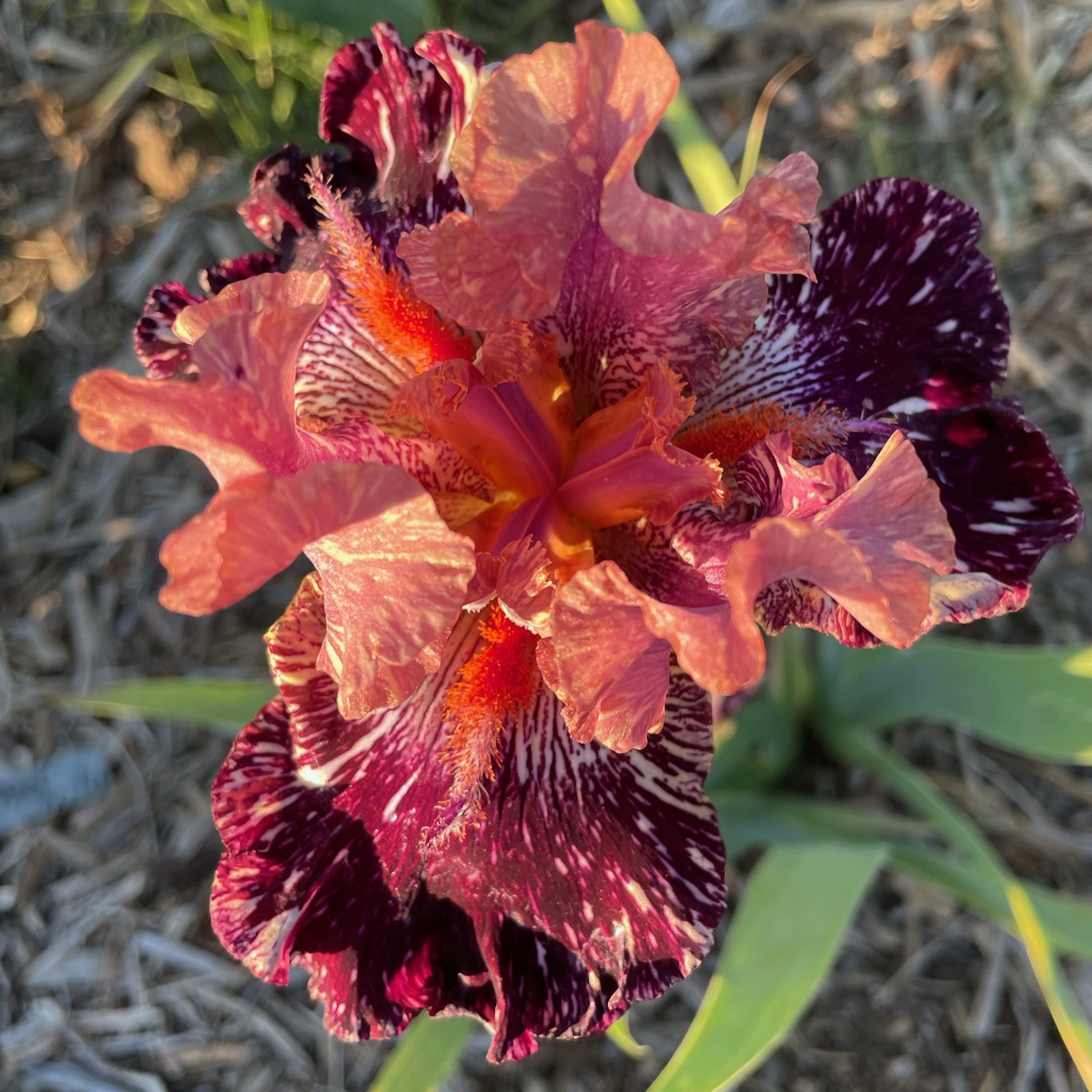 KICKAPOO KANGAROO IRIS FOR SALE ONLINE